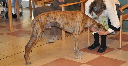 TERAPIA ANIMALES1